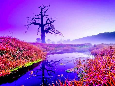 A Purple Day Purple Day, Bountiful Garden, Foggy Morning, Nature Wall Art, Animals Images, Love ...