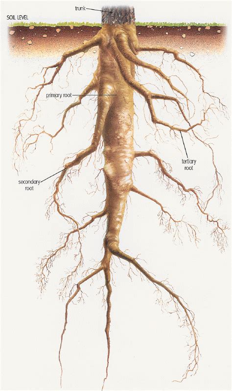 Taproot System in Dicotyledonous Plants