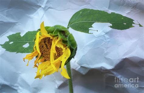 Dying Sunflower Photograph by Jonathan Welch