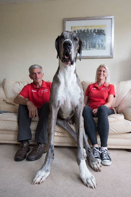 Is this the tallest dog in the world | Huge dogs, Big dogs, Worlds biggest dog