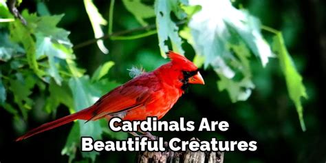 Red Cardinal Biblical Meaning | Explained in Detailed (2022)