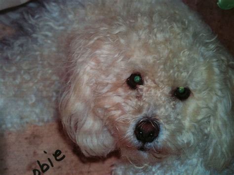 Scoobie , my rescue Bichon. He barks just like the cartoon character ...