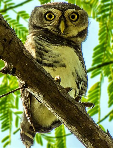 Forest owlet | Birds of India | Bird World