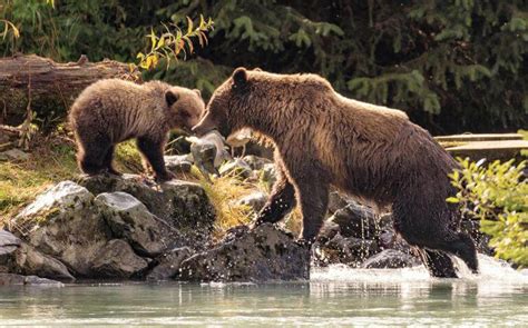 Support Grizzly Bear Recovery in the North Cascades – Methow Valley Citizens Council