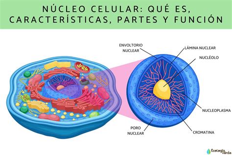 Núcleo celular: qué es, características, partes y función - Resumen