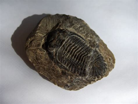 Fossils: Fossils Ks2