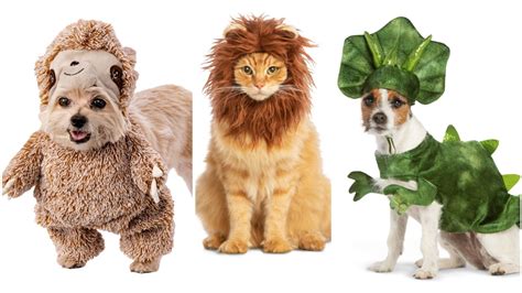 Dog and cat Halloween costumes: Most popular for 2019