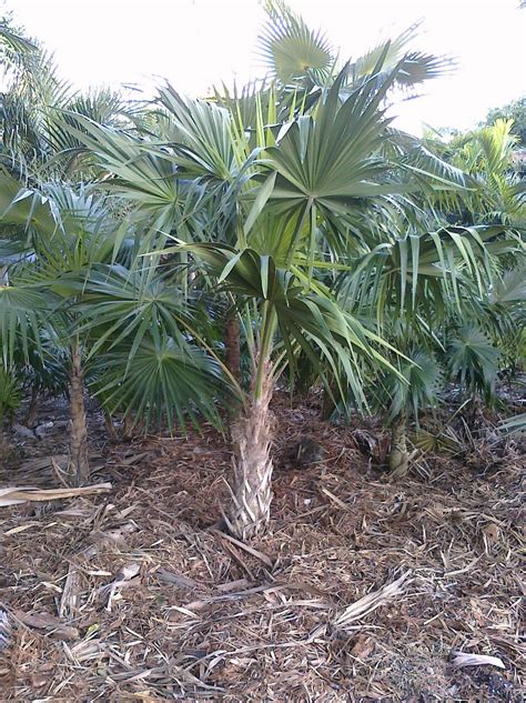 Tampa Bay Landscaper: Wholesale Florida Native Palm Trees