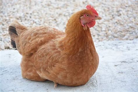 Golden Comet Chicken Pictures and Breed Information - Chicken Breeds List