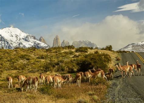 Essential Guide for Planning a Hiking Trip in Patagonia