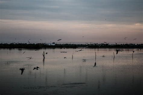 Travel to Kolleru Lake for Birds and Nature - Mashahur