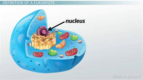 What Is the Function of the Nucleus in Eukaryotic Cells? - Video & Lesson Transcript | Study.com