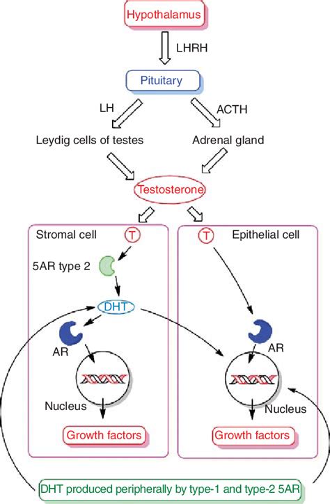 Cellular production and action of testosterone. | Download Scientific Diagram