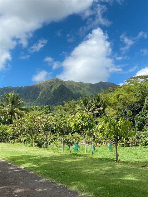 Hidden Gems of Oahu: Visiting a Hawaii Cacao Farm