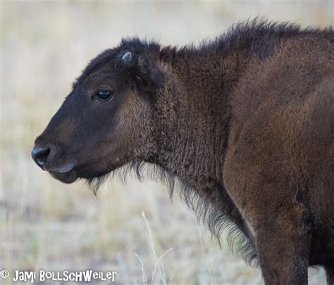 Antelope island, Wildlife photography, Wildlife