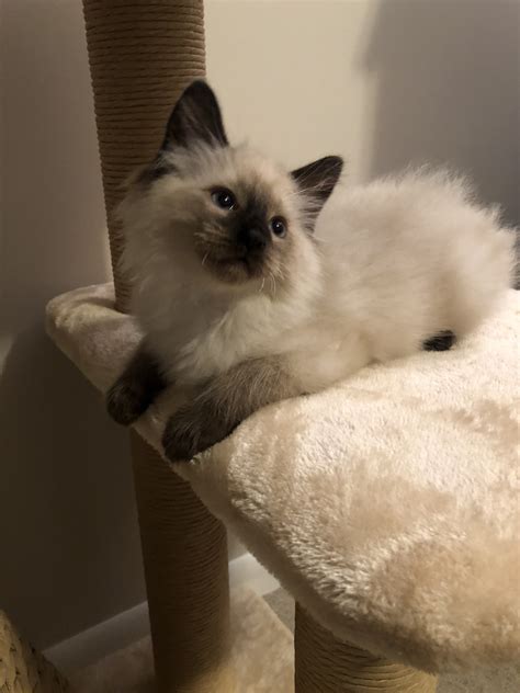 Balinese Cats For Sale | New Britain, CT #304866 | Petzlover