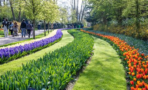 Chiêm ngưỡng vườn hoa tulip Keukenhof lớn nhất thế giới tại Hà Lan - Saco Travel