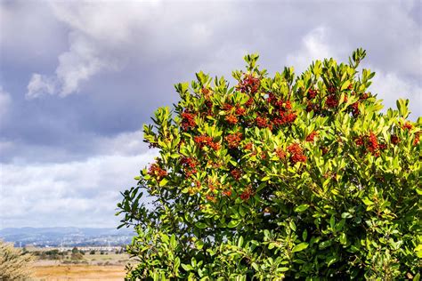 Toyon (Heteromeles arbutifolia)