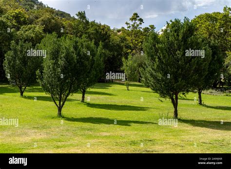 Open picnic area with trees and shade in the Walter Sisulu botanical ...