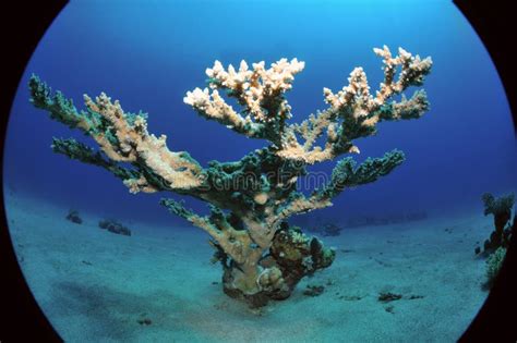 Acropora coral stock image. Image of acropora, wide, full - 23689363