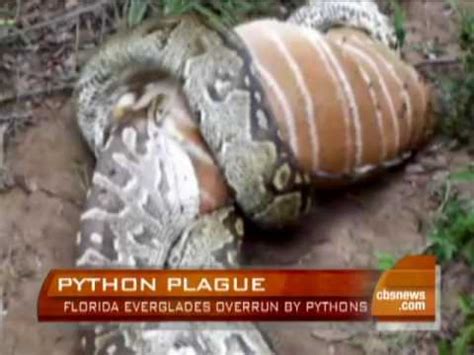 Pythons invade the Everglades | The Python Invasion: