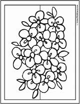 102  Flower Coloring Pages Tulips Roses Lilies Daisies Bouquets sketch template