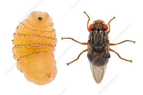 Human botfly, adult and larva - Stock Image - C042/5359 - Science Photo ...