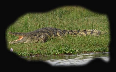 ANIMAZING wildlife: GUSTAVE - Buaya Sungai Nil Yang Gemar Memangsa Manusia