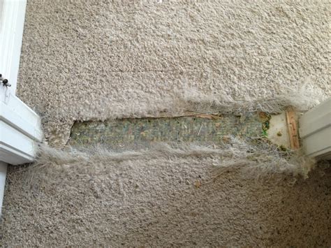 Pet Carpet Damage Repair San Diego | San Diego Carpet Repair and Carpet Dyeing