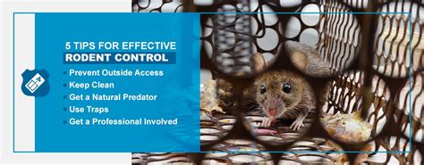 Effective Rodent Control Tips - Pestech