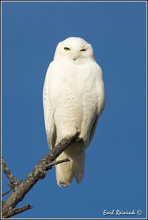 a white owl sitting on top of a tree branch in front of a blue sky