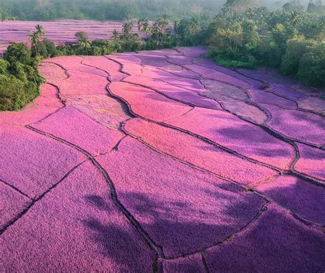 Honnavara Lavender Fields – Bing Wallpaper Download