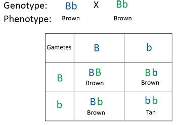 A heterozygous dominant brown mouse is crossed with a heterozygous ...