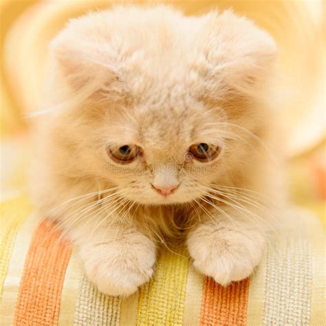 Fluffy Persian kitten stock photo. Image of playing, front - 35145828