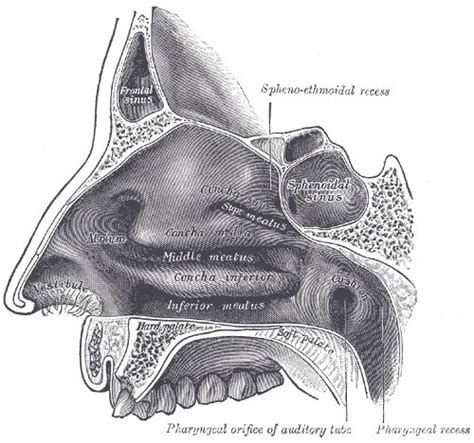 Nasal meatus | Human anatomy, Greys anatomy book, Human muscle anatomy