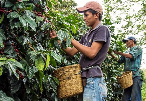 Picking And Harvesting Coffee Cherries In Iguacu Brazil And Making Your ...