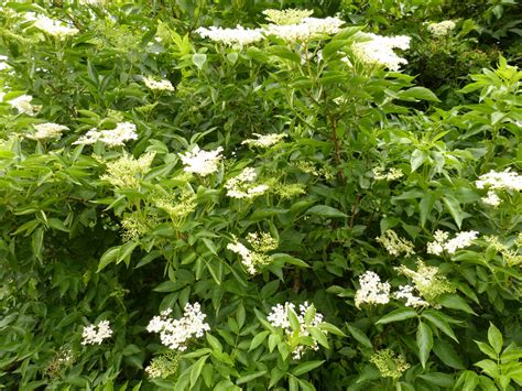 How and When to Pick the Best Elder Flowers - Wild Walks Southwest