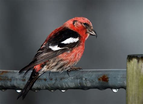 White-winged Crossbill Facts, Distribution, Calls, Pictures