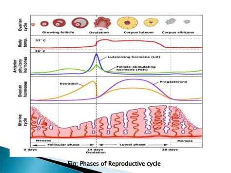 Female Reproductive Cycle Timeline