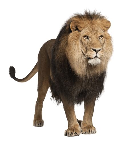 León Masculino de Pie PNG transparente - StickPNG