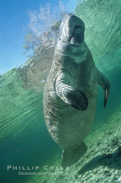 Florida Manatee Underwater at Three Sisters Springs, Trichechus manatus photo, Crystal River