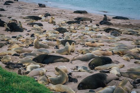 The raw and wild power of the remote Auckland Islands - Young Adventuress