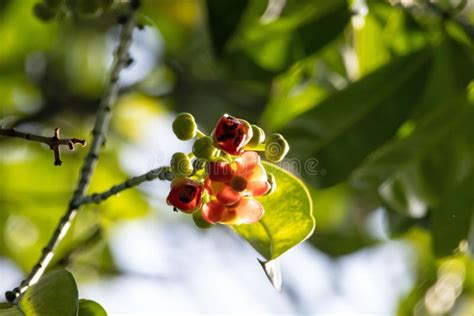 Flower of an Asam Gelugur Tree, Garcinia Atroviridis Stock Photo - Image of pink, blossom: 267514390