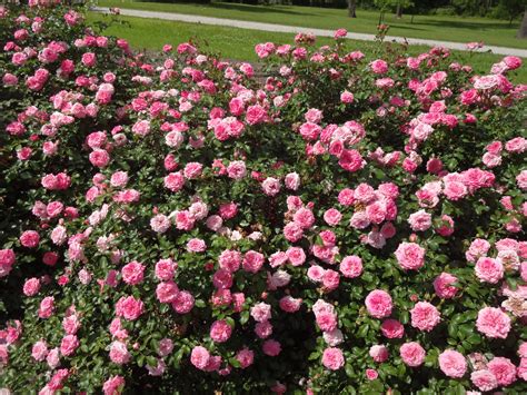 Drift roses offer smaller plants, great blooms - LSU AgCenter