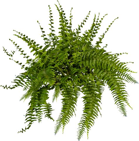 Plant Png, Fern Plant, Trees To Plant, Plant Leaves, Texture Photoshop, Photoshop Elements ...