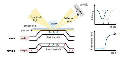 Surface Plasmon Resonance (SPR) | Center for Macromolecular Interactions