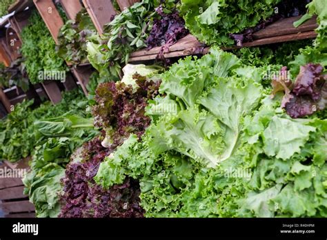 New York City, NY, USA. Green market at Union Square Stock Photo - Alamy