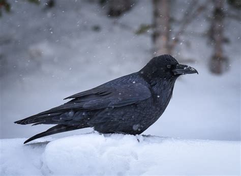 Sounds Common Raven - Rocky Mountain National Park (U.S. National Park Service)