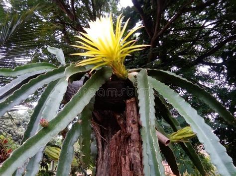 Pitaya Flower, Selenicereus Undatus Stock Image - Image of branch, green: 219645997