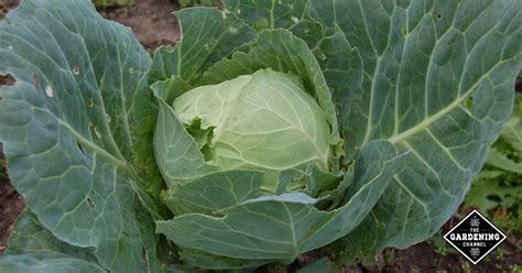 How to Control Cabbage Loopers - Gardening Channel